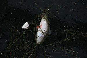 Død fisk aborre - sluseholmen